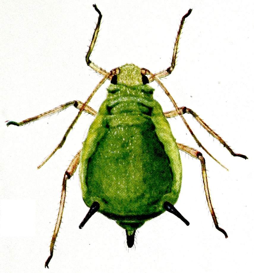 Aphid A