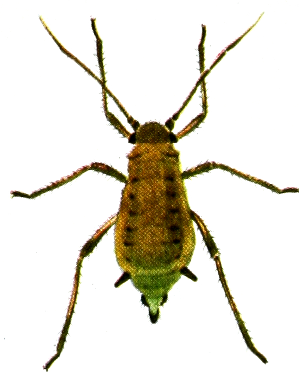 Aphid C