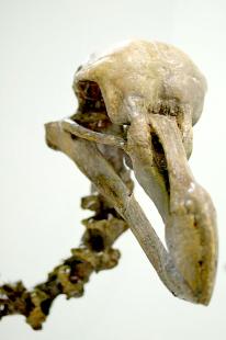 Dodo-skeleton-head.jpg