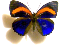 butterfly-blue-orange.png