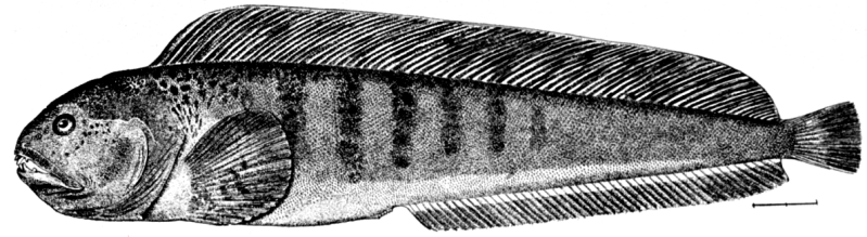 Talnatic-Wolffish.png