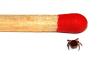 Male-Tick-Matchstick.jpg