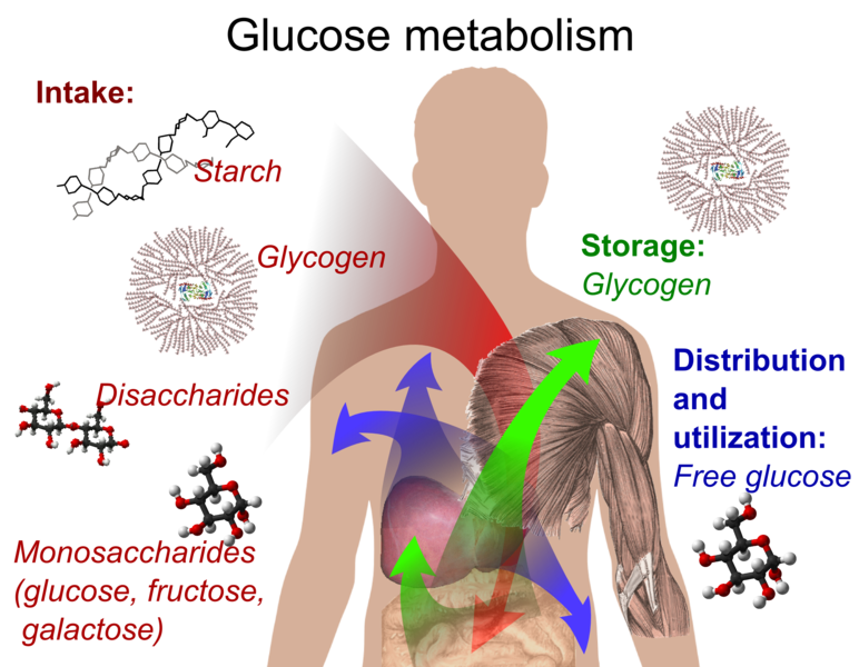 Glucose_metabolism.png