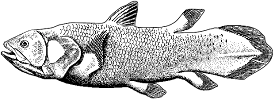 Coelacanth-bgiu.png