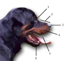 Dog_snout_anatomy.jpg