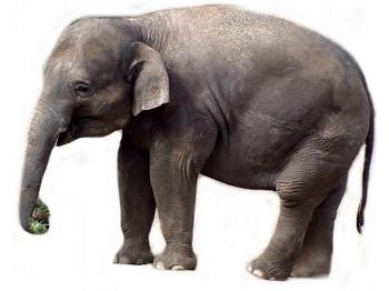 Elephant Copyright.jpg