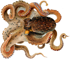 Octopus.png