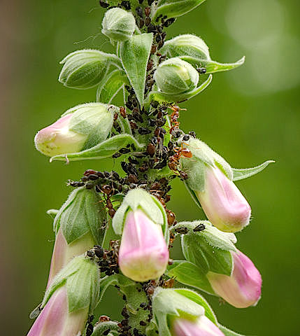 429px Ants Cultivating Afids On Digitalis Purpurea Purple Foxglove Roter Fingerhut Hesse Germany 05