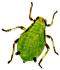 Aphid B