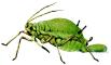 Aphid D