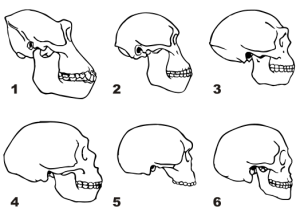 Craniums Homo.svg