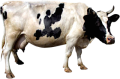 Cow