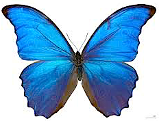 Blue Butterfly