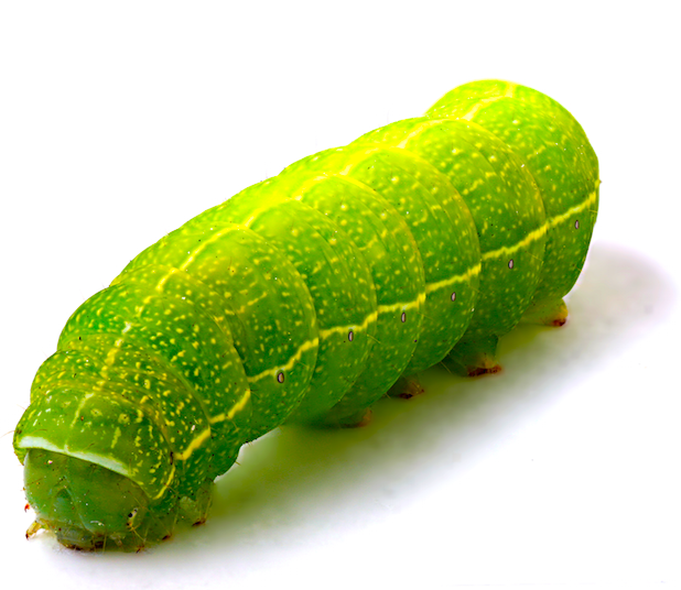 Green Caterpillar