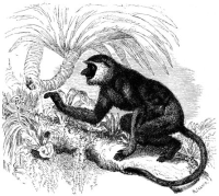 Nasenaffe Semnopithecus Nasalis