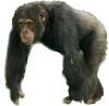 Chimpanzee Male White Background