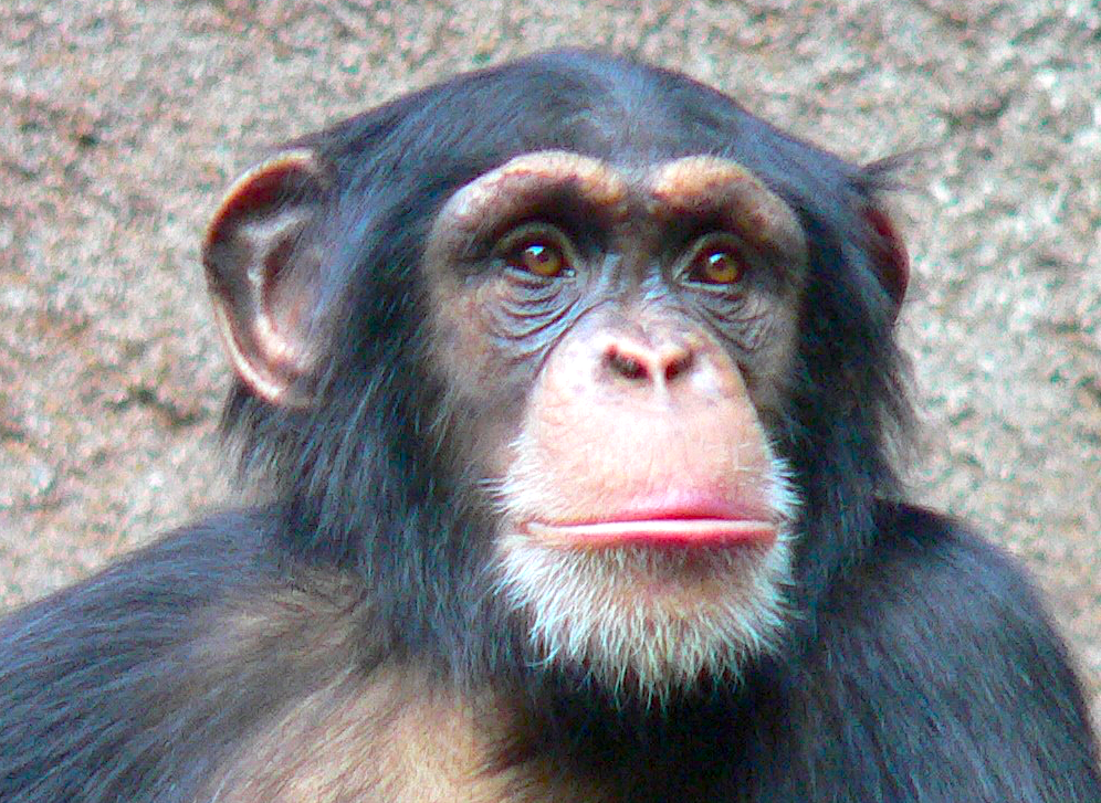 Chimpanzee Cropped