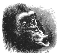 Chimpanzee Reversed Emotions