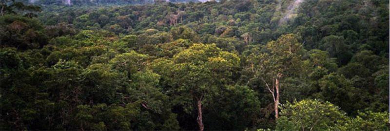 amazon-Manaus-forest.jpg