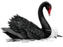 black-swan.jpg