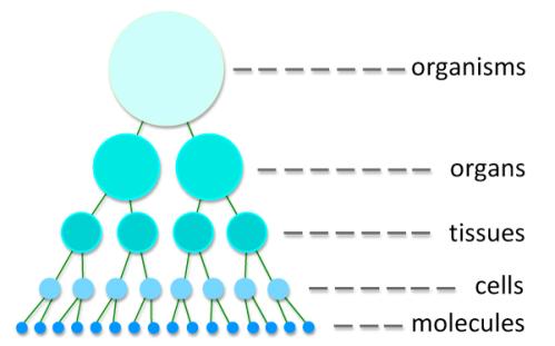 holarchy-diagram.jpg