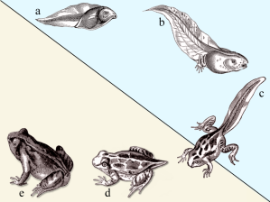 Metamorphosis_frog_Meyers.png