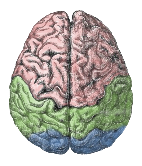 Cerebral_lobes.png