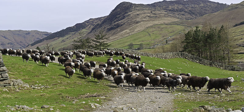 Herdwick_Stampede.jpeg