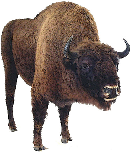 Bison_dessin2.jpeg