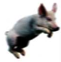 jumpig-pig-2.png